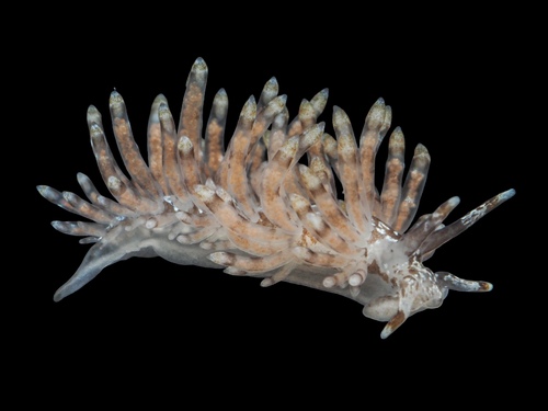 Capellinia vittata