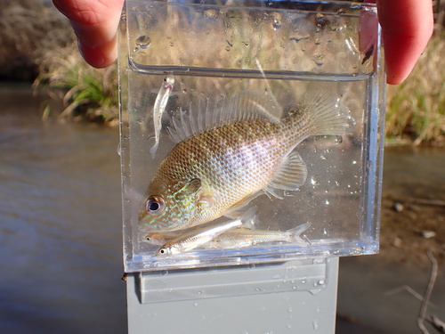 Plains Longear Sunfish, photo 7 of 7