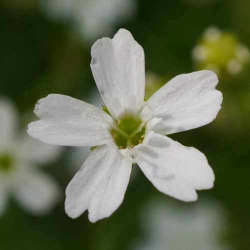 alpine catchfly (Heliosperma pusillum)