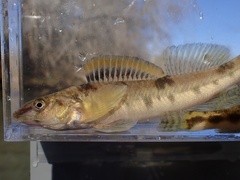 Texas Logperch photo 2