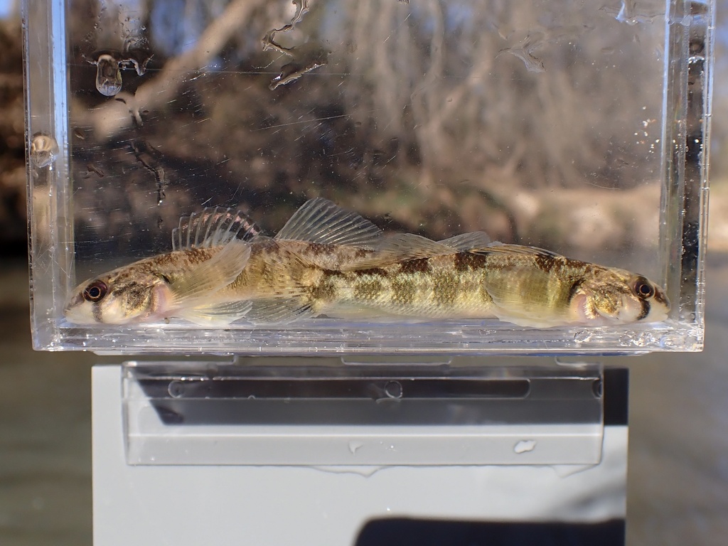 River darter (Percina shumardi) — Percidae