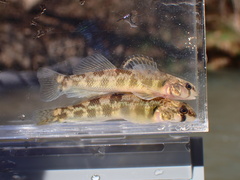 River Darter photo 4