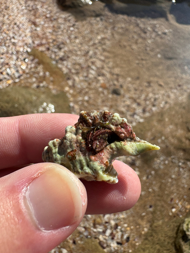 Dardanus sanguinocarpus, 2026-01-17