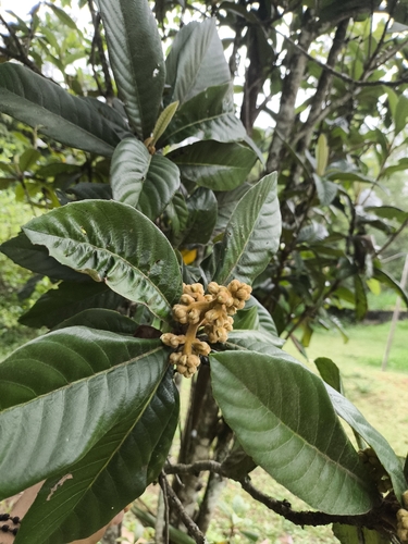 Loquat