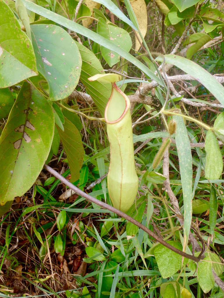 Nepenthes philippinensis