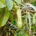 Nepenthes philippinensis - Photo (c) Fraser Watson, μερικά δικαιώματα διατηρούνται (CC BY-NC), uploaded by Fraser Watson