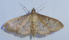 Herpetogramma rudis