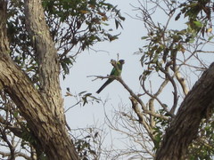 Barnardius zonarius semitorquatus