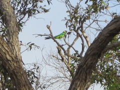 Barnardius zonarius semitorquatus
