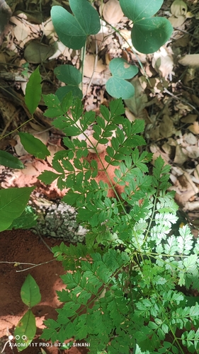 Jacaranda micrantha, photograph 1