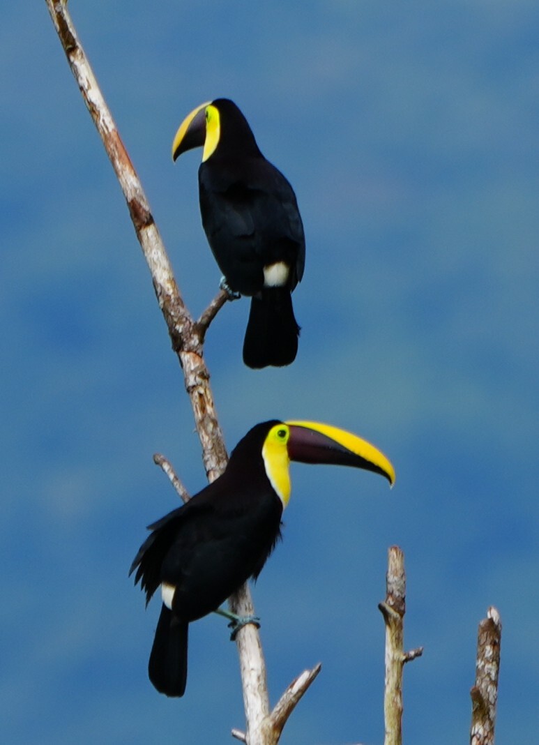 Yellow-throated Toucan (Ramphastos ambiguus), photo 8