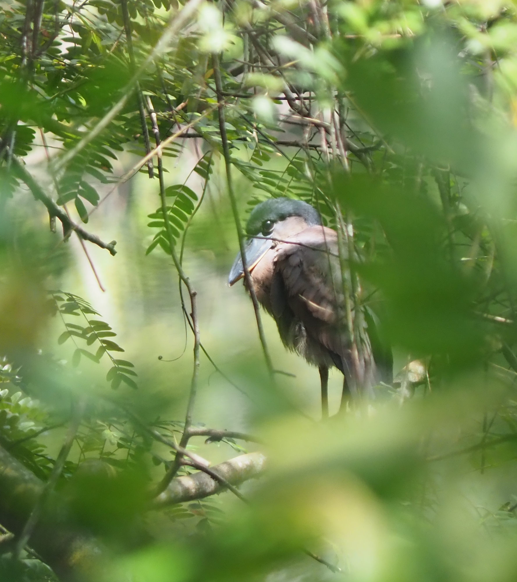 Boat-billed Heron (Cochlearius cochlearius), photo 5