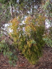 Amyema miquelii
