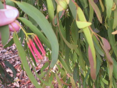 Amyema miquelii