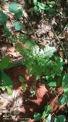 Jacaranda micrantha, photograph 3