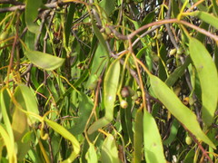 Amyema miquelii