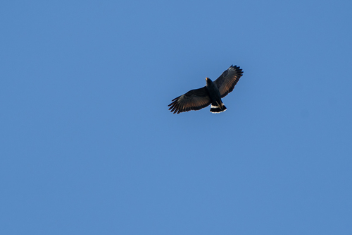 Common Black Hawk (Buteogallus anthracinus), photo 6