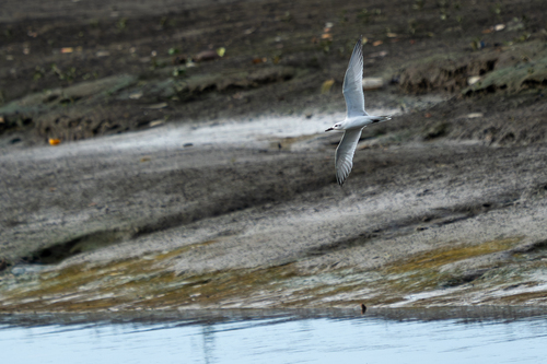 Gull-billed Tern (Gelochelidon nilotica), photo 4
