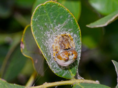 Mastophora cornigera