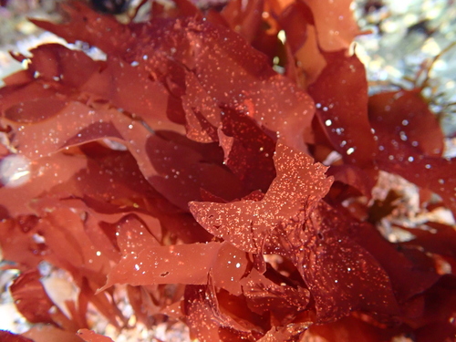 Grateloupia turuturu Yamada