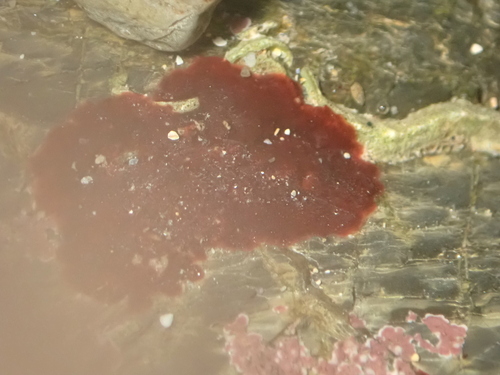 rusty rock (Hildenbrandia rubra)