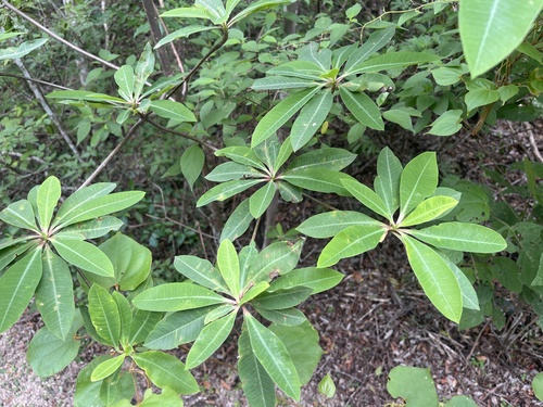 Euphorbia bongolavensis