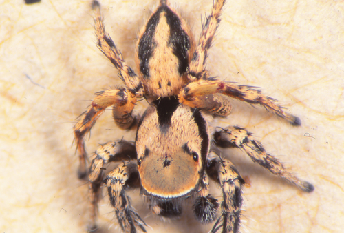 Habronattus divaricatus