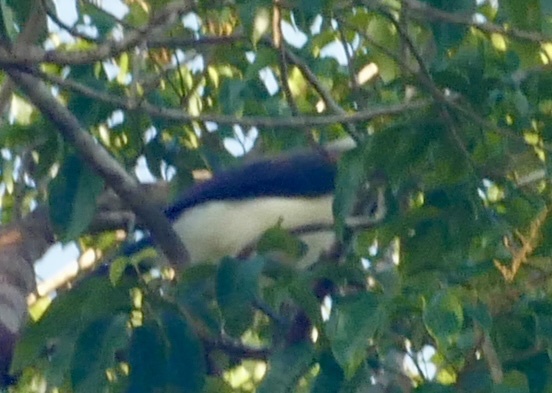 Cayenne Jay (Cyanocorax cayanus), photo 2