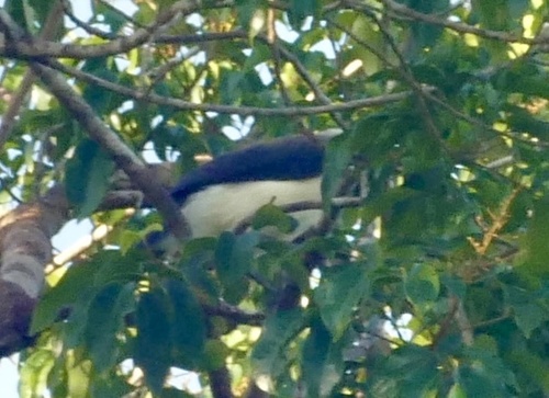 Cayenne Jay (Cyanocorax cayanus)