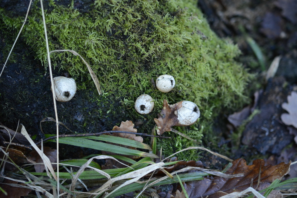 Apioperdon pyriforme · January 2026 · photo: © cryptomarasmius (iNaturalist, cc-by)