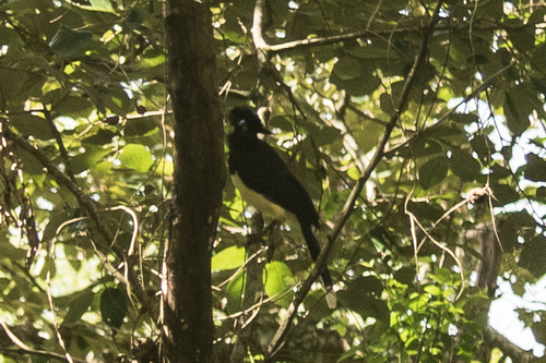 Plush-crested Jay (Cyanocorax chrysops), photo 6