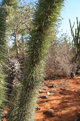 Madagascar Octopus Tree (Didierea madagascariensis)