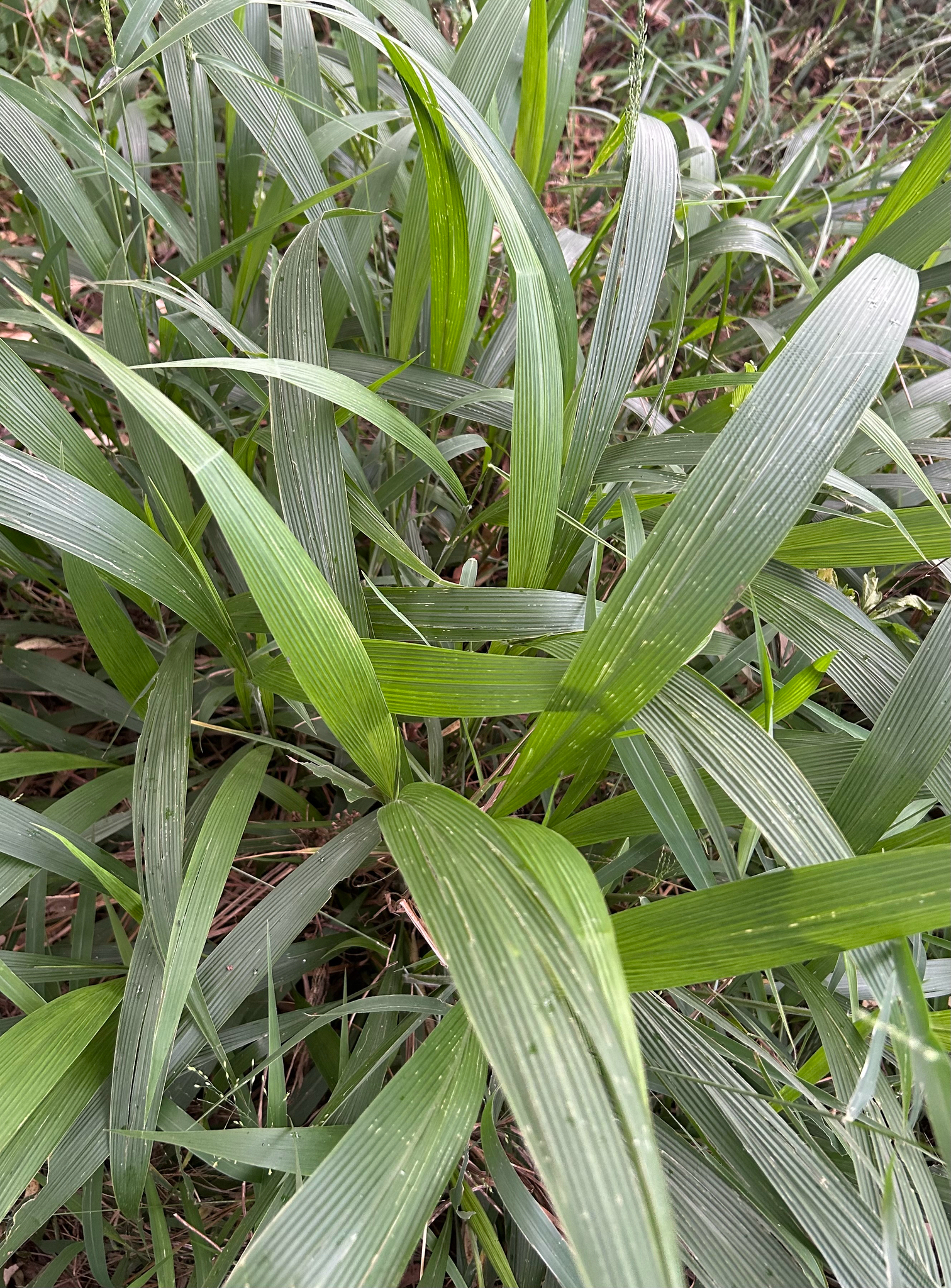 Imagem de Setaria megaphylla