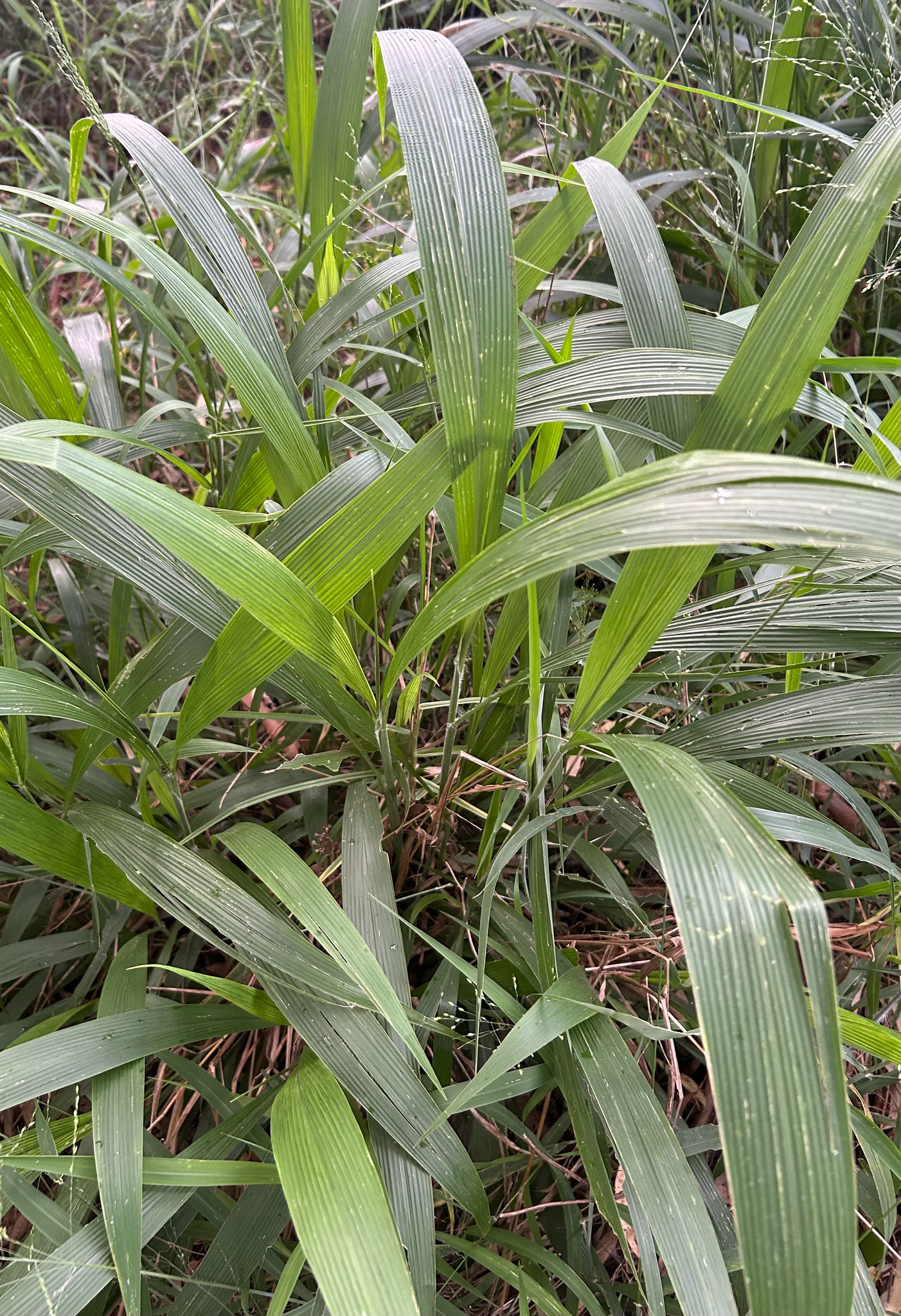 Imagem de Setaria megaphylla