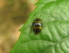 Iphiclus signatus