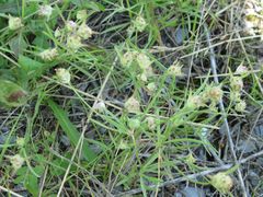 Plantago indica