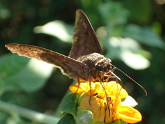 Astraptes