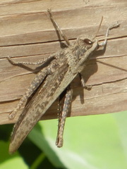 Schistocerca impleta