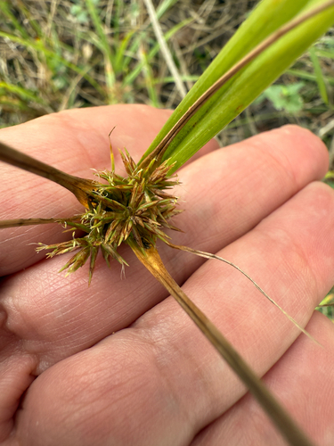 Oneflower Flatsedge (Cyperus retroflexus)