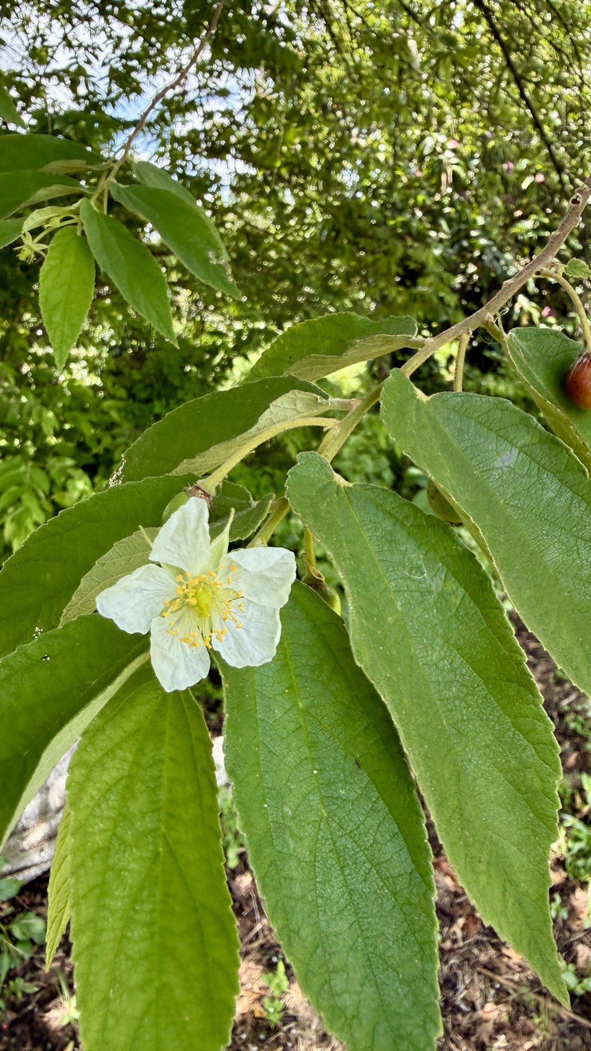 Muntingia calabura