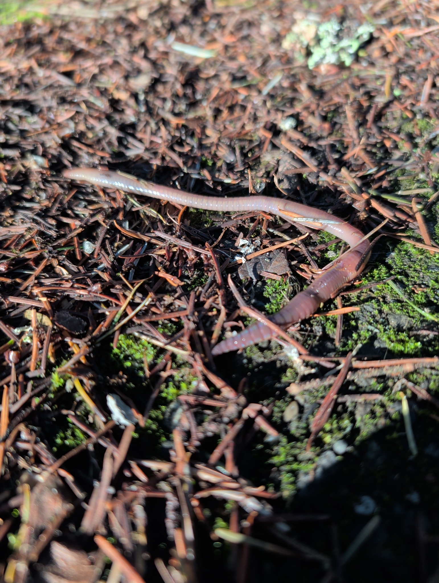 Lumbricus terrestris Linnaeus, 1758