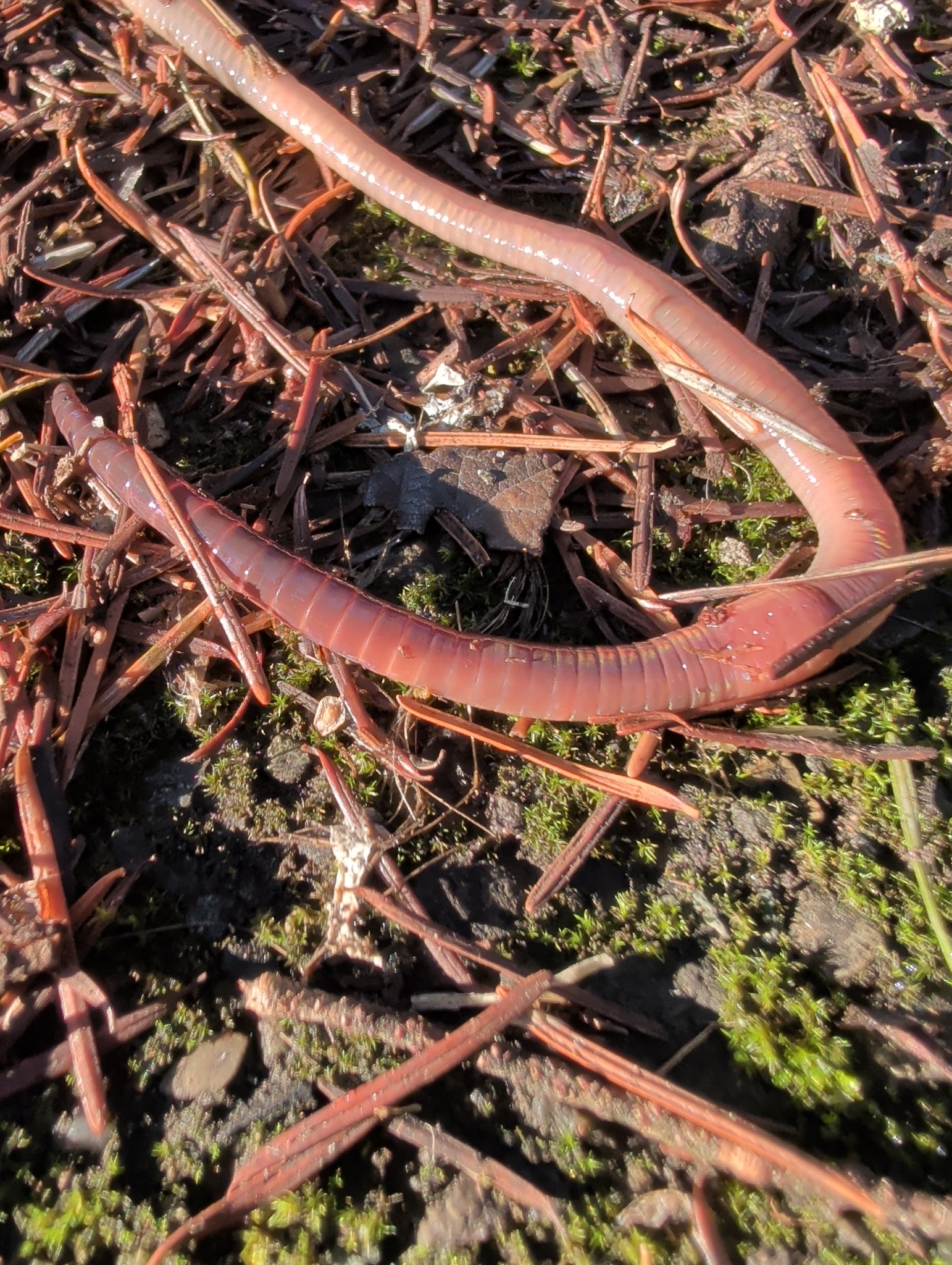 Lumbricus terrestris Linnaeus, 1758
