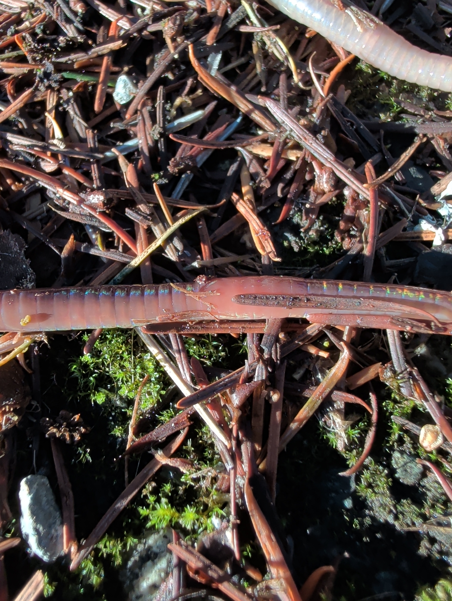 Lumbricus terrestris Linnaeus, 1758
