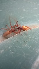 Dysderidae