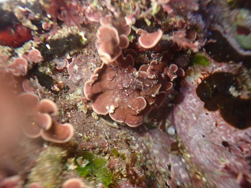 pink plates (Mesophyllum lichenoides)