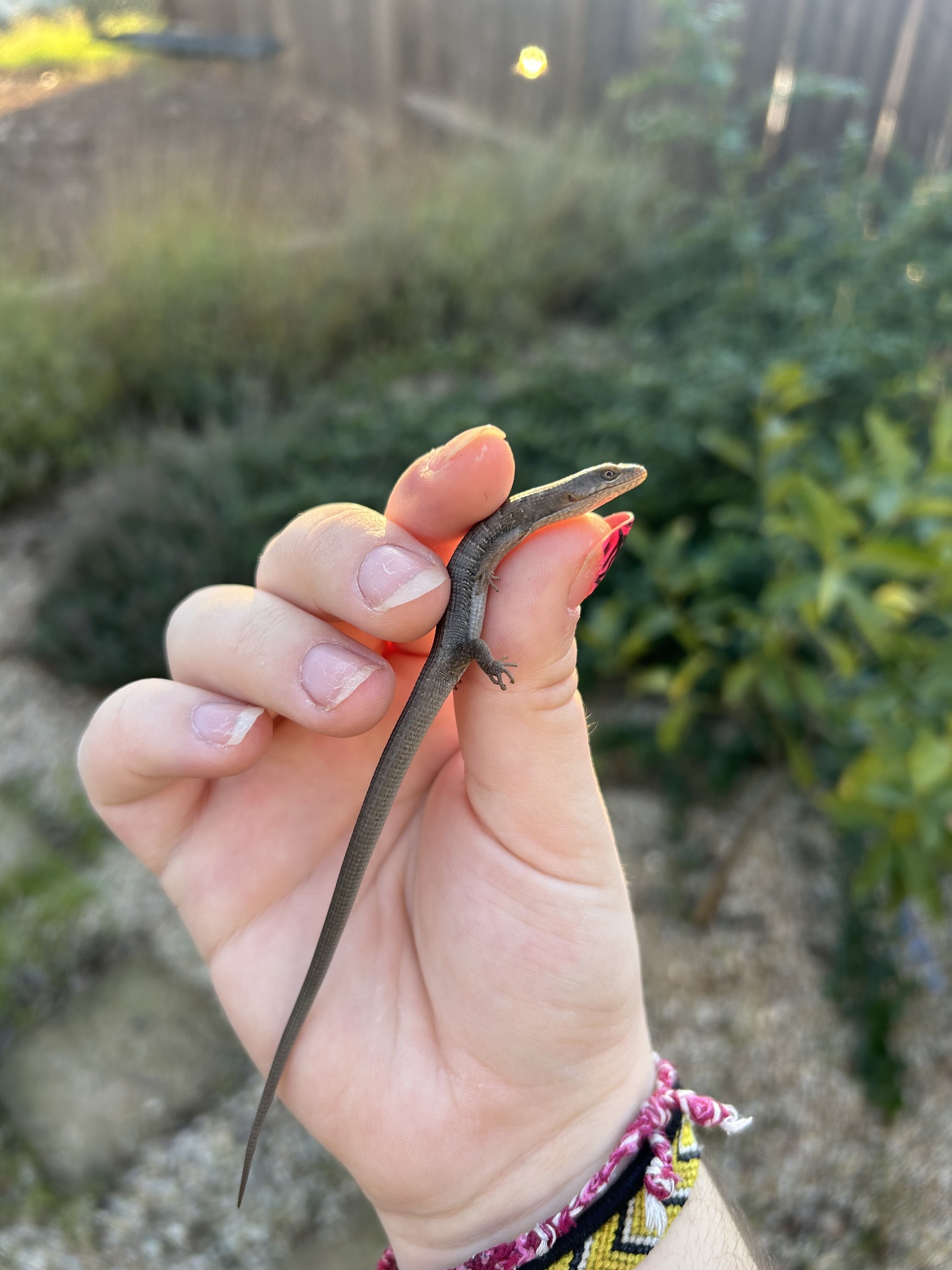 Elgaria multicarinata (Blainville, 1835)