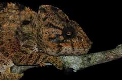 Furcifer oustaleti