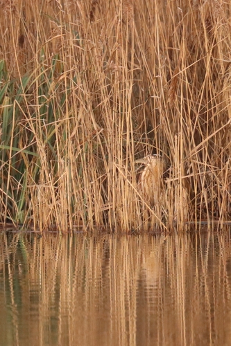 Eurasian Bittern (Botaurus stellaris), photo 4
