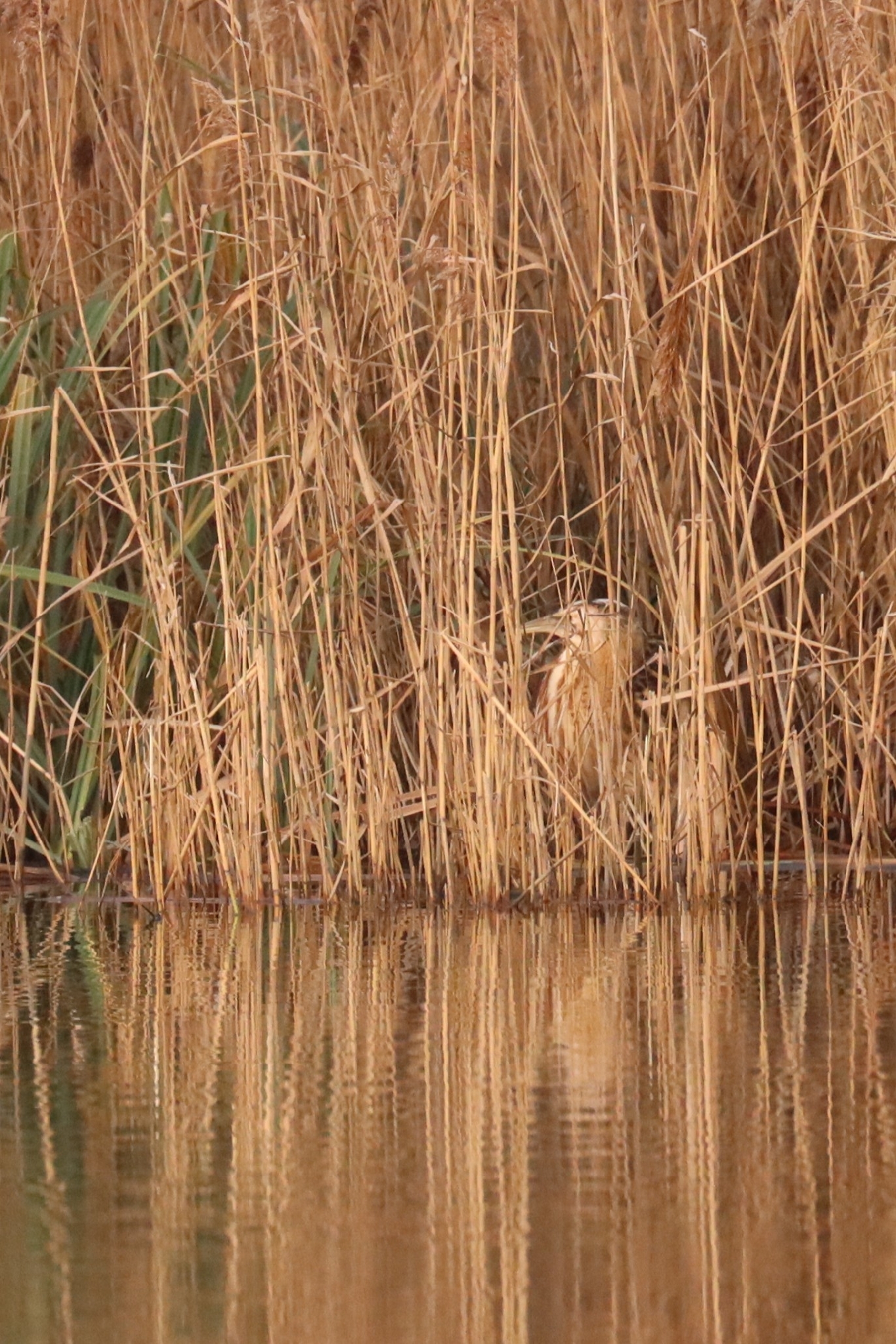 Eurasian Bittern (Botaurus stellaris), photo 4