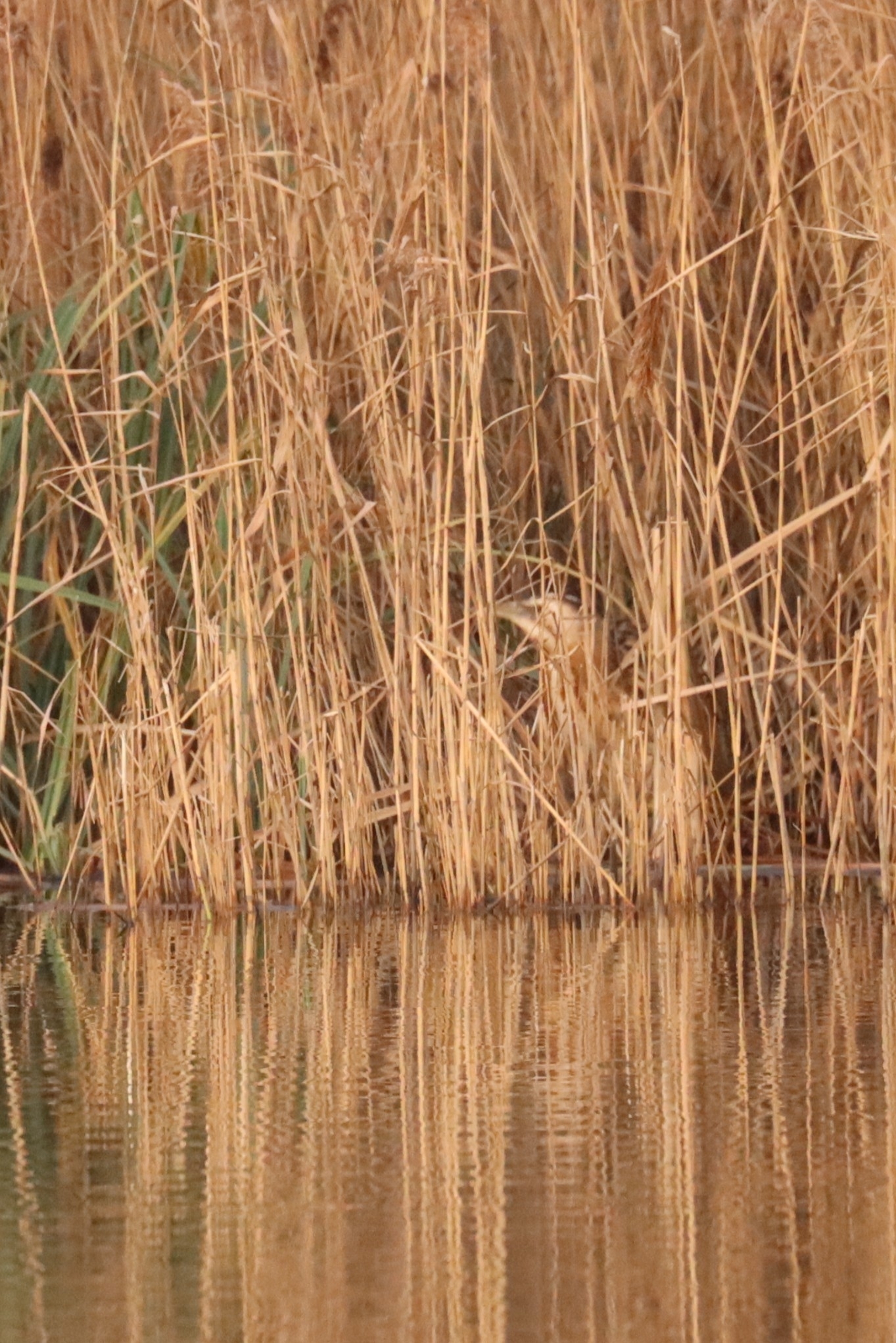Eurasian Bittern (Botaurus stellaris), photo 5